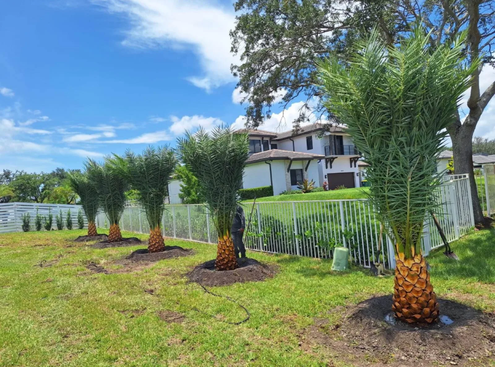 Newly installed palms and fresh sod on a Lighthouse Point lawn