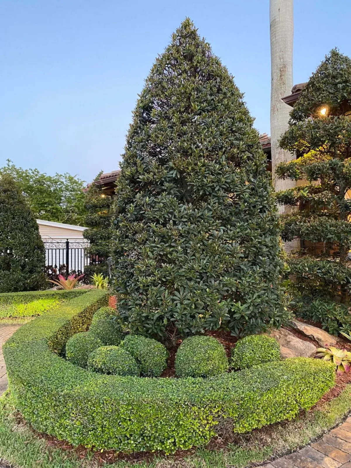 Precision-trimmed topiary and hedges on a Lighthouse Point lawn
